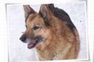Anagrafe canina regionale