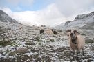 L'informatore agricolo