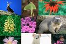 Il valore della biodiversità
