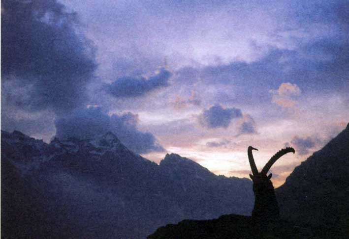 Un imponente maschio di stambecco si staglia sullo sfondo delle montagne del parco.