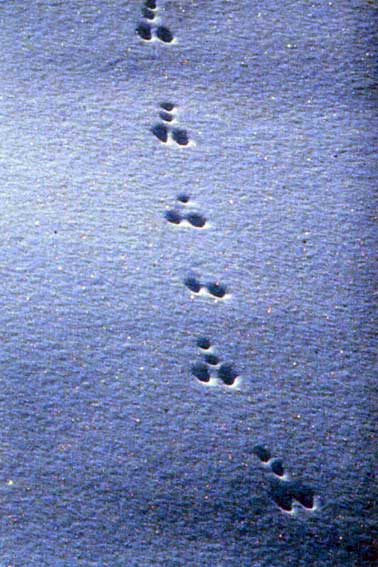 Impronte di lepre variabile nella neve.