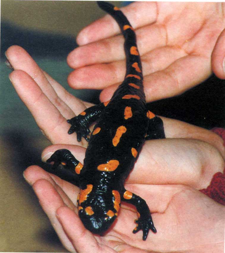 Salamandra che si muove liberamente sulle mani dei bambini.