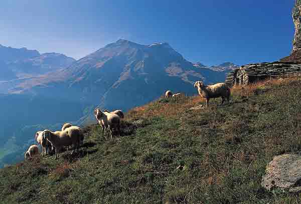 Prodotti di qualità lavorati secondo le tradizioni locali: è questo l'elemento che accomunagli agriturismo della Valle d'Aosta