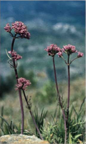 La Valeriana tuberosa è una delle numerose specie di origine mediterranea presenti nel cuore della Valle d'Aosta.
