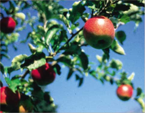 La mela, un prodotto da conservare per il mantenimento della tradizionale diversificazione delle colture del paesaggio.