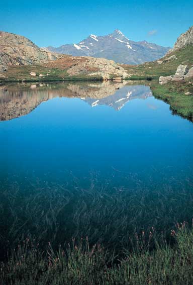 Le lunghe radici dei ranuncoli d'acqua, nel Lago di Acque Rosse in Val di Cogne (foto Mirco Pasin).