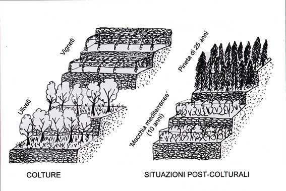 Esempio di paesaggio colturale e dele fasi di ritorno verso equilibri naturali in seguito all'abbandono delle coltivazioni alle Cinque Terre.