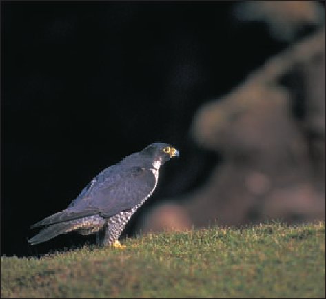 Falco peregrinus.