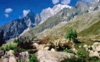 Saussurea