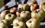 Fête des pommes