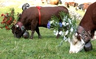 Kühe und Königinnen