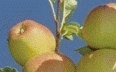Renetten