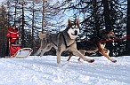Cani da slitta