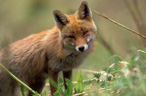 Fauna e parchi naturali