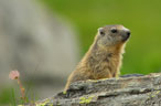 I segreti delle alpi (la natura)