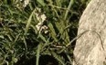 Medicinal herbs