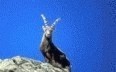 Fauna