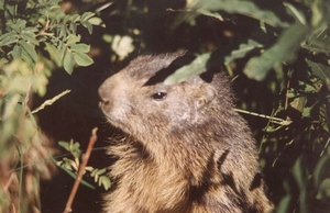 Parc national du Grand Paradis - Marmotte