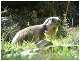 Marmotta