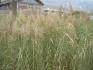 Phragmites australis