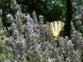Lavandula-angustifolia-L.