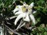 Leontopodium alpinum CASSINI