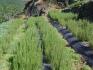 Rosmarinus-officinalis-L.