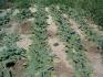 Salvia-sclarea-L.
