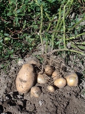 Patate varietà agria Patate varietà agria