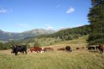 Vaches au pâturage - Alpage Croux La Magdeleine