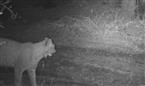nuovo avvistamento di una lince