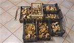 Sequestro di funghi porcini 