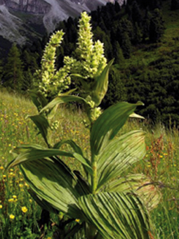 L Informatore Agricolo L Informateur Agricole