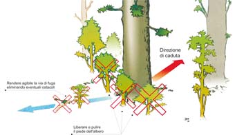 L Informatore Agricolo L Informateur Agricole