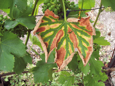 Potassio fertilizzante