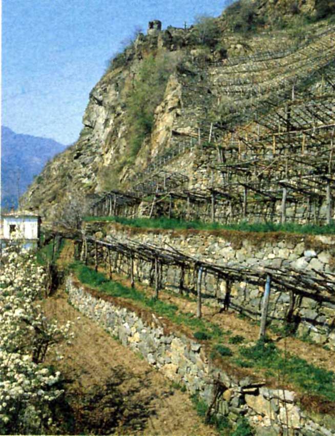 Caratteristici terrazzamenti di Vigneti a Verrès.