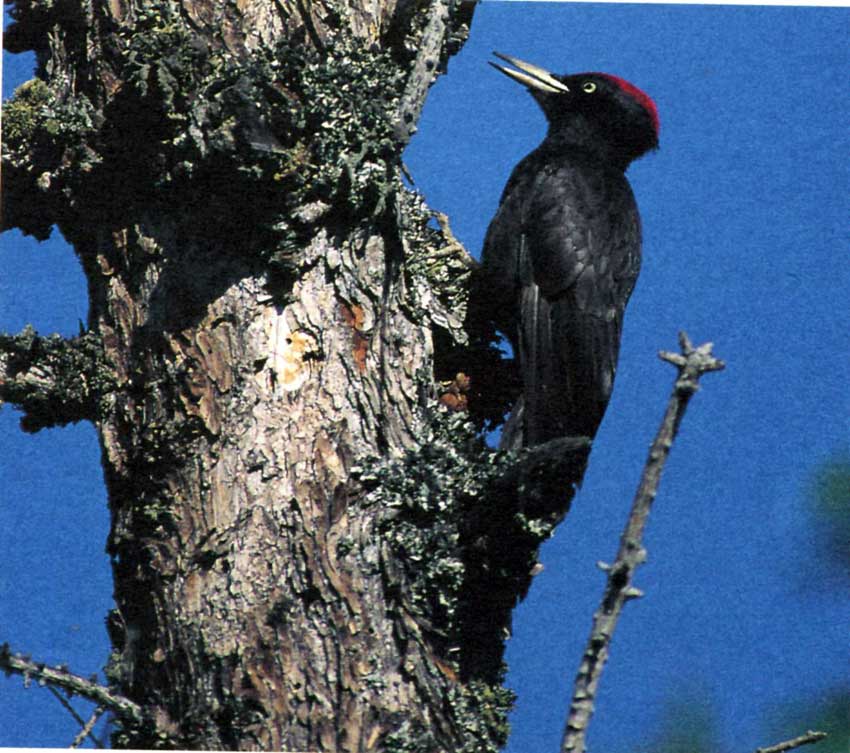 Un esemplare di picchio neo. La specie è ben distribuita nelle foreste del Parco.