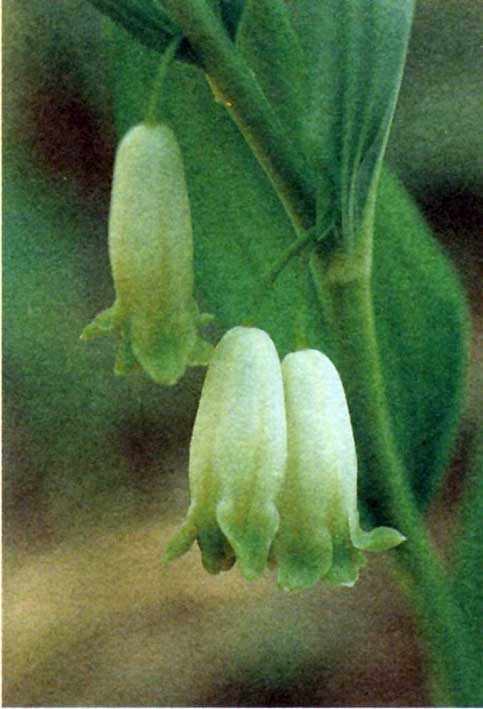 Polygonatum, premier classé de la section macrophotographie.