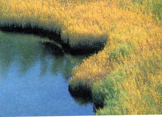 Canneto al Lago di Villa (Challant Saint-Victor).