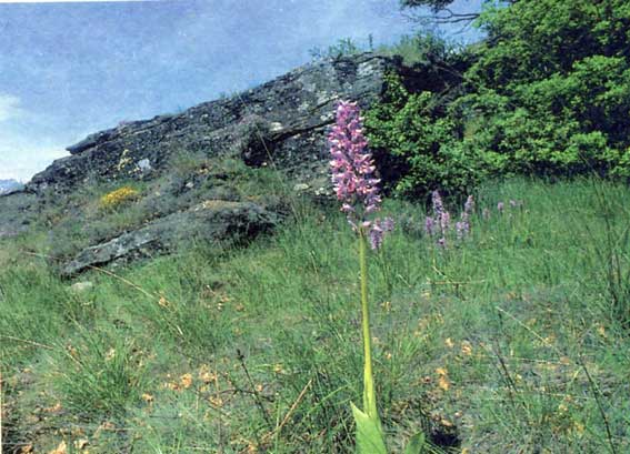 Orchis militaris nei pressi di Cly (Saint-Denis).