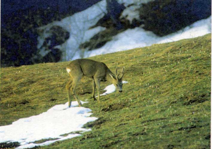 Maschio di capriolo.