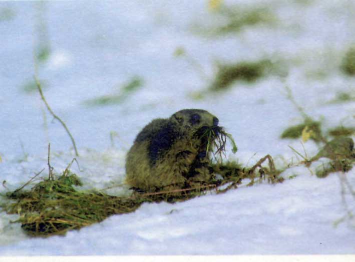 Marmotta sul terreno innevato, poco dopo il risveglio primaverile.