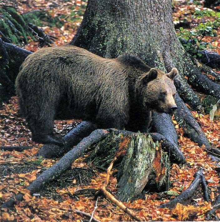 Orso bruno in una faggeta delle Alpi Orientali.