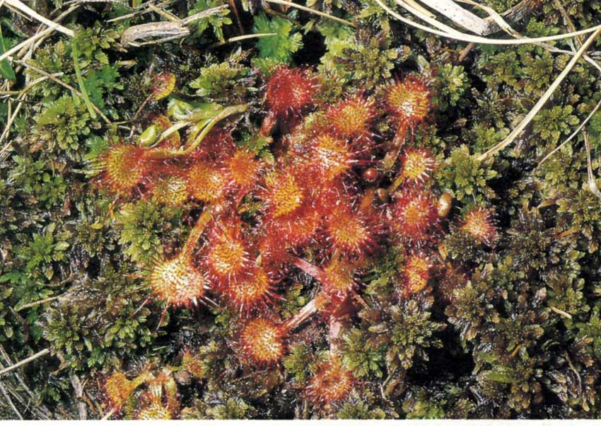 Drosera a foglie rotonde.