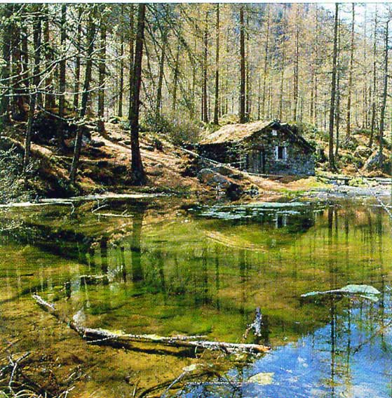 Una zona umida in località Pelaud (Rhemes Notre Dame)