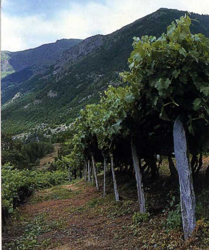 Vigna sostenuta da lastre di pietra a Morgex.