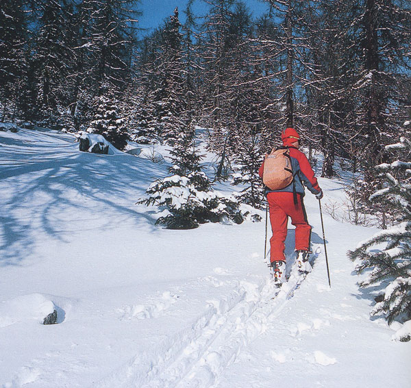 Un tratto di salita con gli sci nel bosco prima di raggiungere l'Alpe Corquet