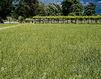 Prairie intensive très uniforme.