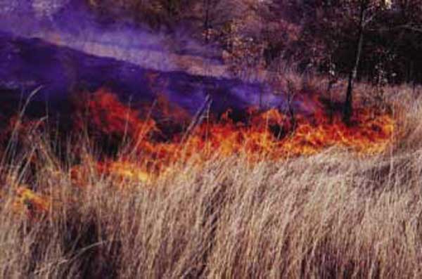 Incendio radente di strato erbaceo ad intensità medio-bassa, tipica di fiamme che avanzano contropendenza o controvento (1989).