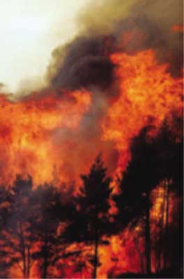 Incendio di chioma attivo (1990).